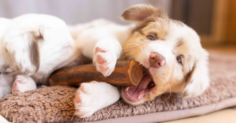 Welpenblues - Wenn aus Vorfreude plötzlich Frust wird